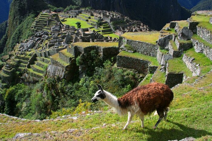 Lama vor Machu Picchu