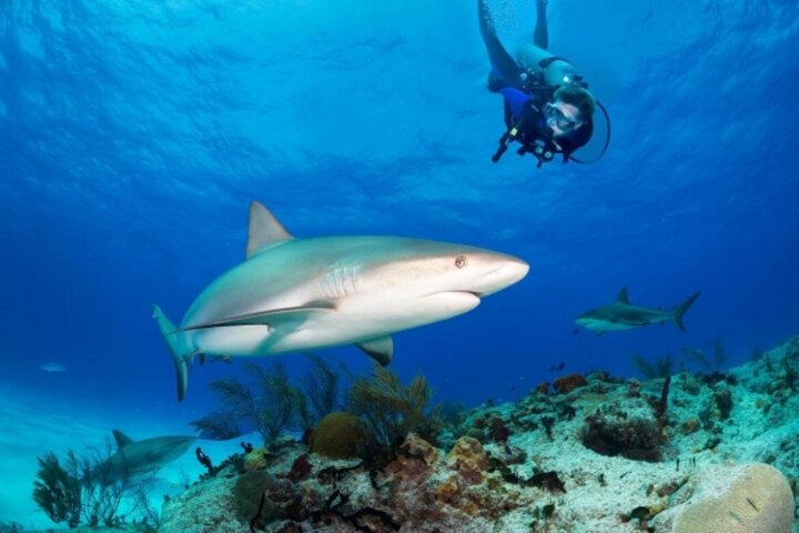 Taucher und Hai bei Bimini