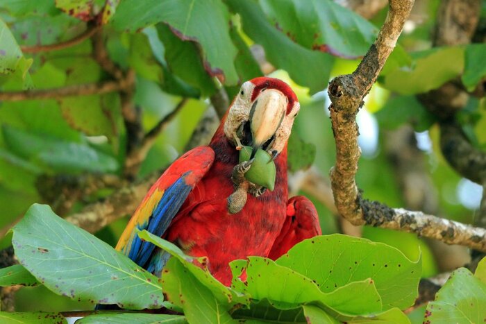 Ara Macao: Andaman/Shutterstock.com