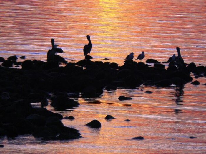 Abendstimmung mit Pelikanen Abendstimmung mit Pelikanen