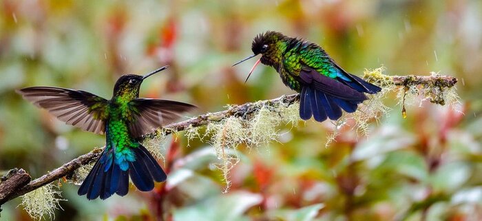 Kolibris Kolibris