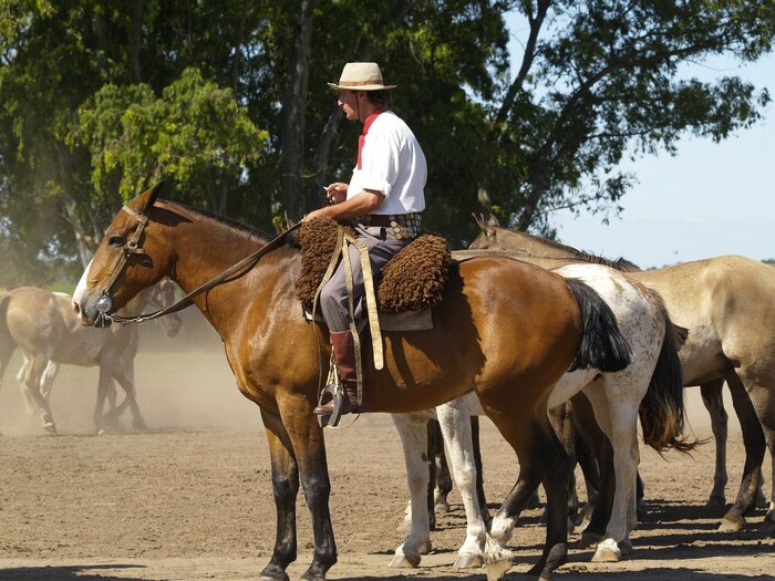 Gaucho Gaucho