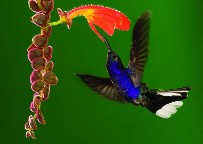 Kolibri an einer Blüte