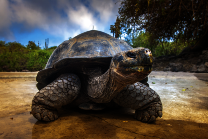 Echt riesig! Die Galápagos-Schildkröten