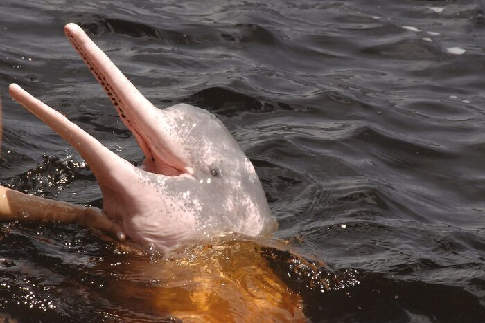 Süßwasserdelphin im Rio Negro