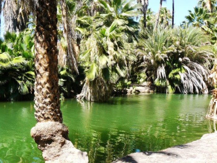 Palmen vor tiefgrünem Wasser