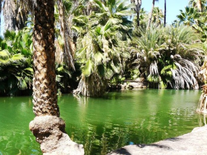Palmen vor tiefgrünem Wasser Palmen vor tiefgrünem Wasser