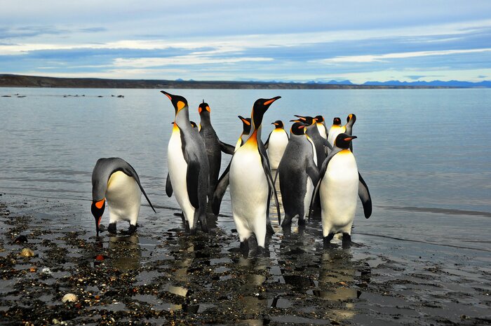 Eine Gruppe Pinguine bei Ushuaia