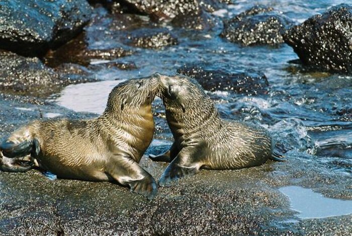 Niedliche Seelöwen auf den Galapagosinseln beim Küssen