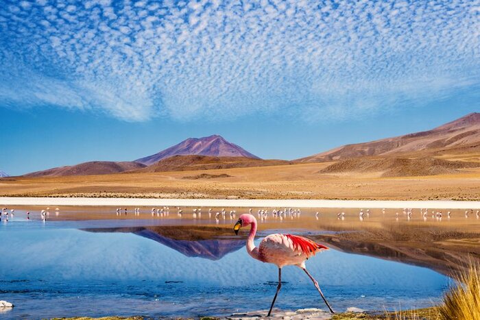 Lagune mit Flamingo