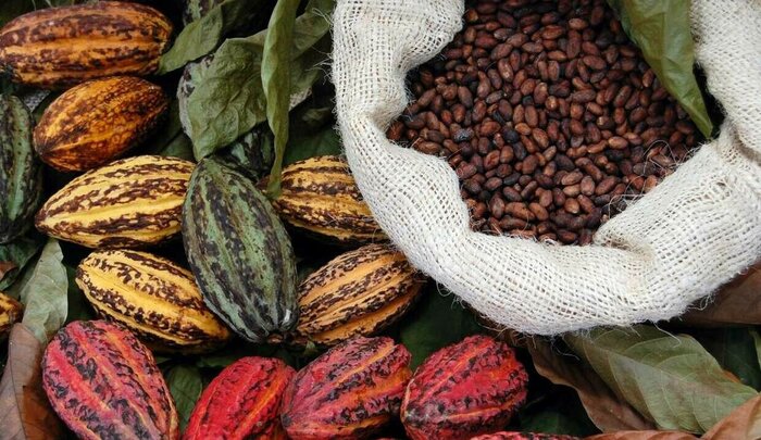 Kakaofrüchte und Kakaobohnen